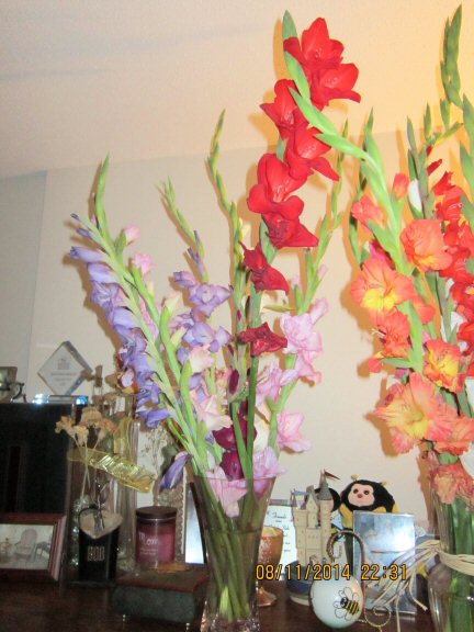 gladiolas from Kocher Twins - B